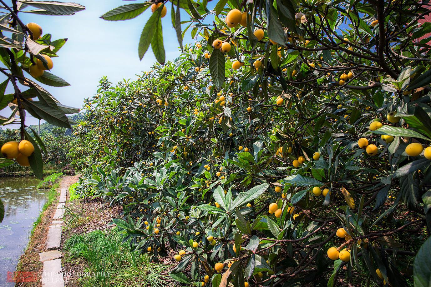 好消息中国枇杷之乡枇杷大丰收价格大跳水吃货有福了