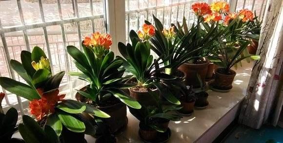 养上这些花,一年四季,花开如大海,源源不断花|阳台|花卉|植物_新浪