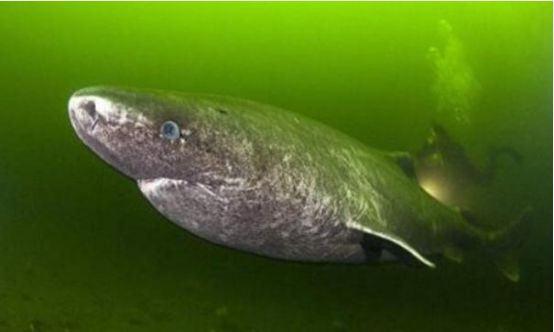 从明朝活到现在,寿命最长的鲨鱼,鲨鱼:向天再借500年