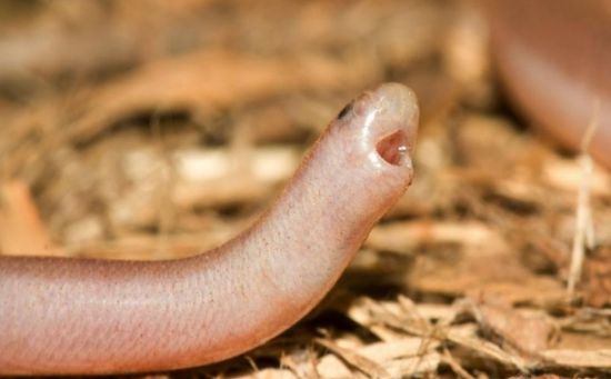 世界上最废的蛇,生气了也不咬人,只懂得拿嘴巴戳你