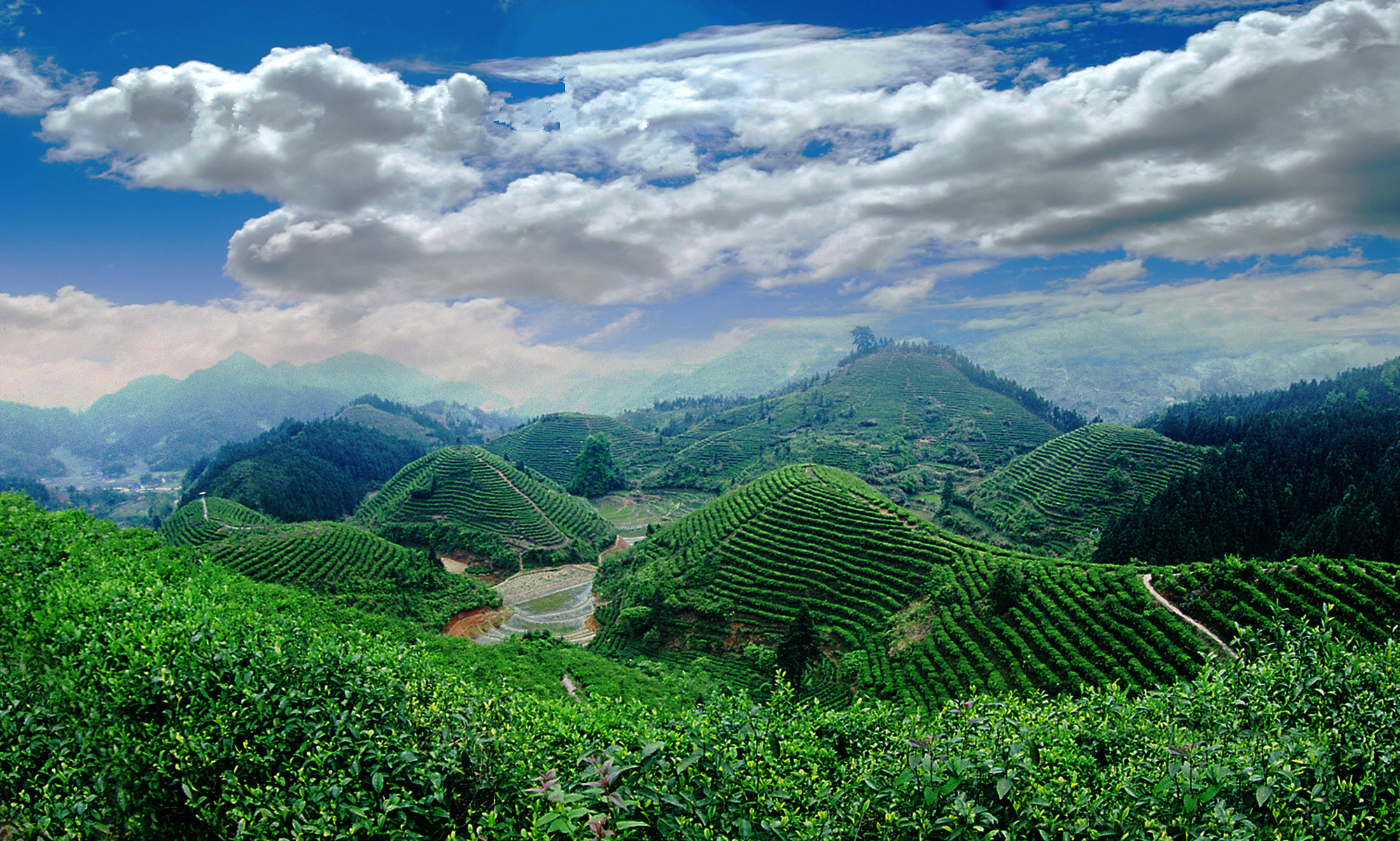 狗牯脑茶入选国家农产品地理标志登记保护名单