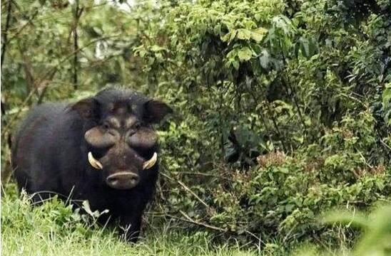 5米,体重可达540斤,狮子老虎见了都躲着走|体重|猎豹|巨林猪_新浪新闻