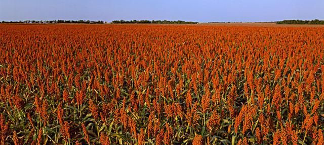 周口各区县人均gdp_2016-2020年周口市地区生产总值、产业结构及人均GDP统计