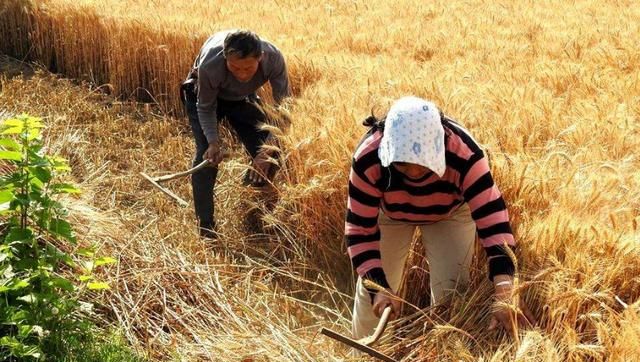 专家说用联合收割机收小麦污染环境,农民该怎么办?