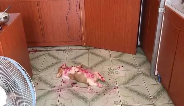 那只倒在"血泊"中的小柯基,最近又来萌化网友了