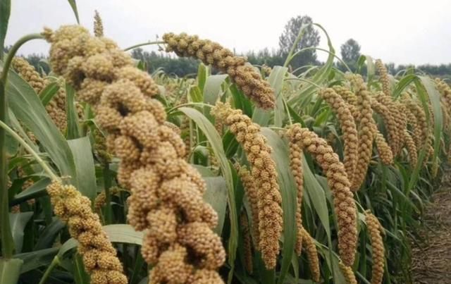 如何提高粟的结果率 大面积栽培粟时 生长锥 分枝 小穗 新浪新闻