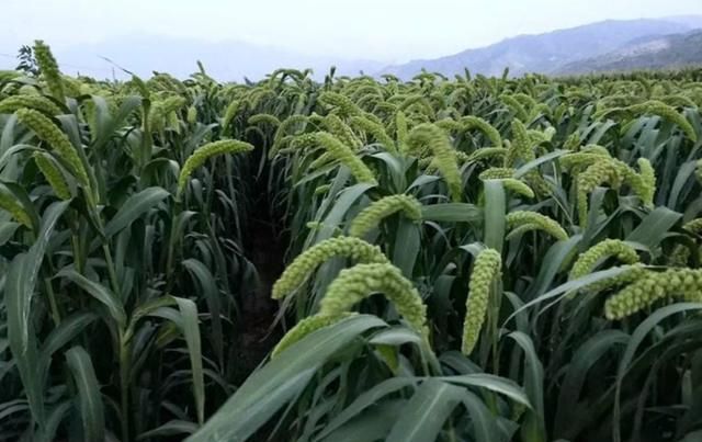 如何提高粟的结果率 大面积栽培粟时 生长锥 分枝 小穗 新浪新闻