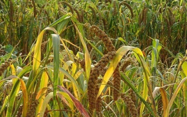 如何提高粟的结果率 大面积栽培粟时 生长锥 分枝 小穗 新浪新闻