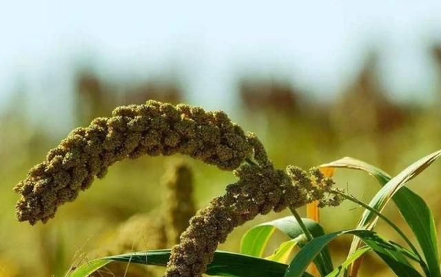如何提高粟的结果率 大面积栽培粟时 生长锥 分枝 小穗 新浪新闻