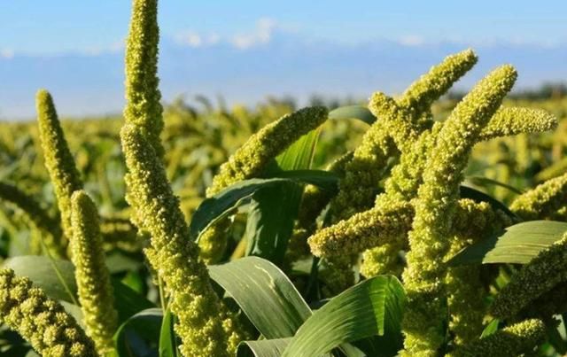 如何提高粟的结果率 大面积栽培粟时 生长锥 分枝 小穗 新浪新闻