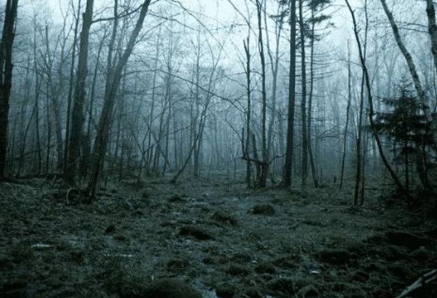 4片森林,你认为哪一片最恐怖?测出你近期要小心什么!