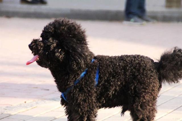 贵宾犬颜色有很多,但是劝你不要养黑色的,有5大理由|贵宾犬|狗狗|中暑