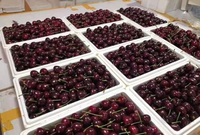 大樱桃|泡沫箱|车厘子_新浪新闻