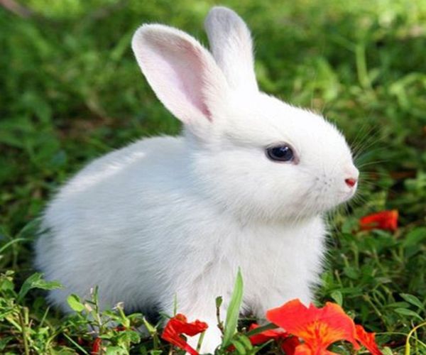 大日如来显灵大金兔三天内必有大惊喜不接不吉利