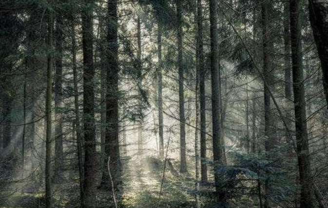 4片森林,你认为哪一片最恐怖?测出你近期要小心什么!