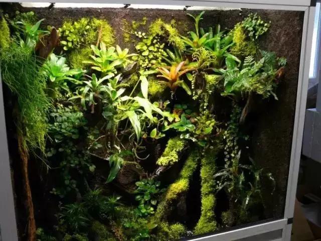 水陆缸和雨林缸区别简述,水景缸造景学习教程|雨林|水景|植物_新浪