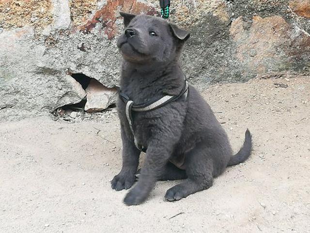 土狗|垃圾堆|黑狗_新浪新闻