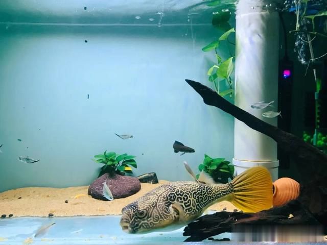 容易混养的观赏鲀,性格温和易互动,鱼友很省心