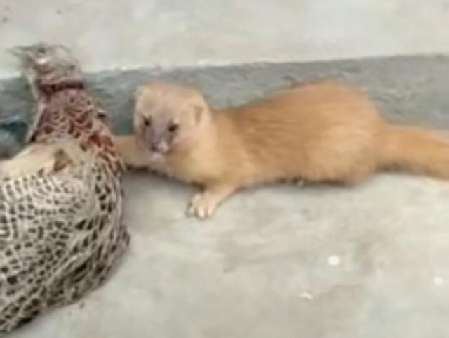 农村黄鼠狼太嚣张,吃完鸡不跑还砸吧嘴 :鸡都已经死了就送我呗