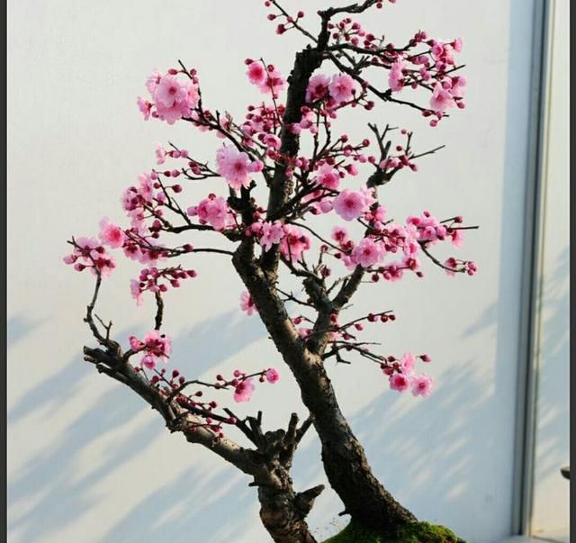春节期间家中养盆傲雪斗霜的梅花盆景,给喜庆的节日添彩