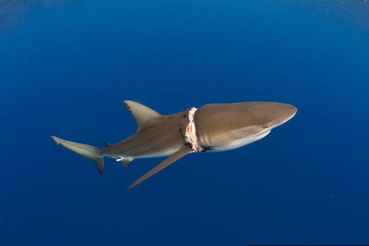 锥齿鲨被绳子勒住脖子呼吸困难,但它却知道找人类帮忙,太神奇了