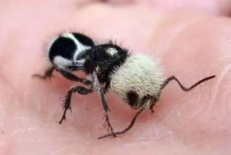 世界上最奇特的蚂蚁,外形像国宝大熊猫,一只可以杀死一头牛!