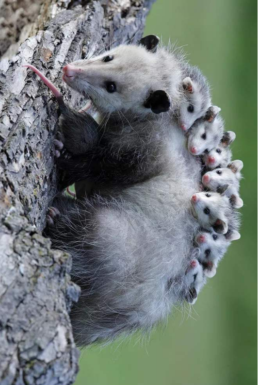 智商只有1的鼠类,名字里就带有"负"字,见到敌人就只会装死