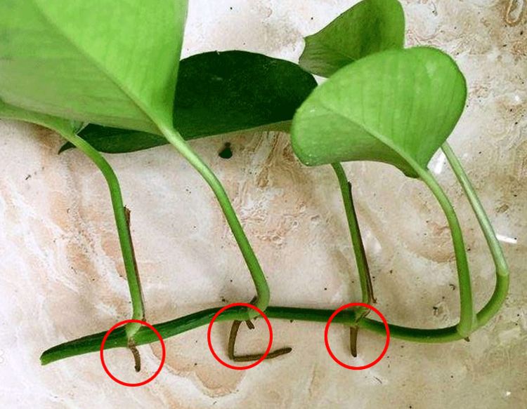 气根|绿萝|枝条_新浪新闻