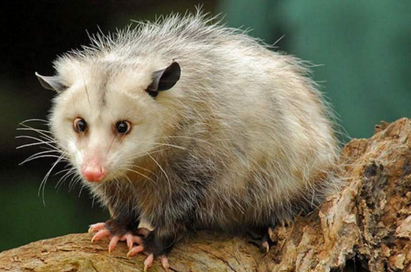 智商只有1的鼠类,名字里就带有"负"字,见到敌人就只会装死