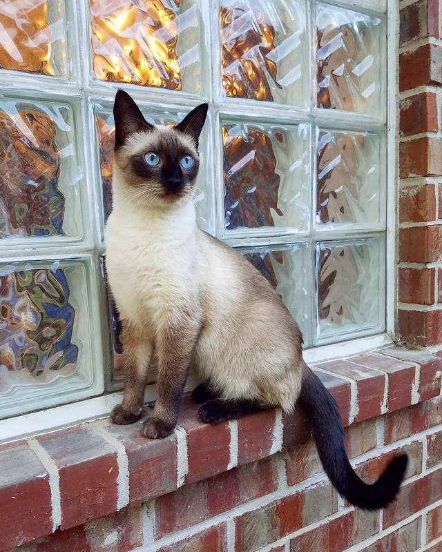 "忠诚喵"暹罗猫是真的吗?带回家养了一个月,网友:我哭了