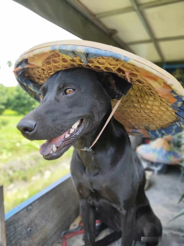 狗狗"全副武装"卖水果,造型萌翻客人:人家都晒黑了