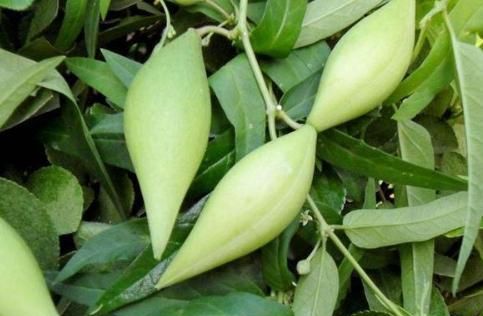 农村一个形似纺锤的野瓜,现在吃的人不多了