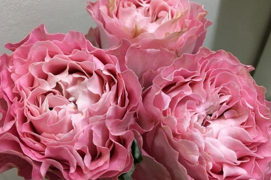 月季四樱,浅浅的樱桃色,淡淡茶香味,波浪花边很可爱!