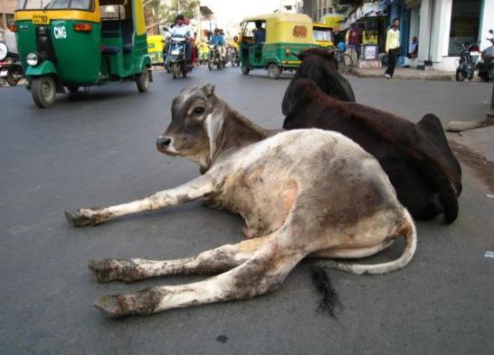 印度街头的流浪牛,本地人不吃,导致泛滥成灾!