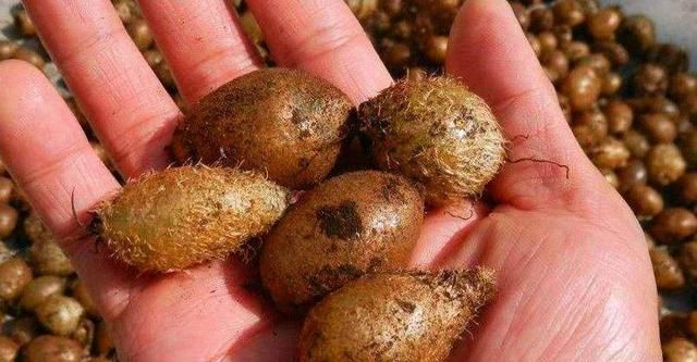 埋在农村土壤里的"凤凰蛋",被当作零食挖来吃,却不知其珍贵