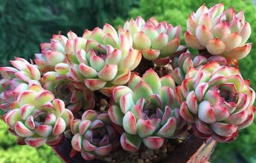 春天养多肉植物,给它喂点粉,轻松长成大胖子!