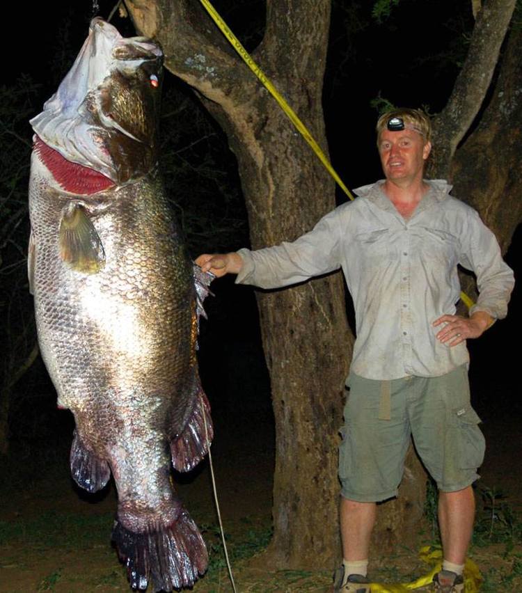 非洲"巨型怪鱼"长2米,重达200斤,或将扎根中国?网友:不可能