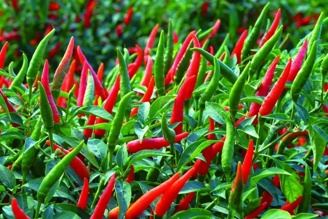 我们知道,辣椒属于辣椒属,是茄科植物家族的成员之一.