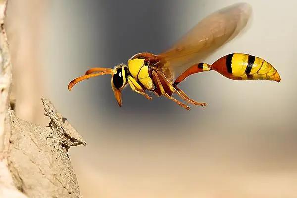 世上只有妈妈好,放在虫虫界也不例外~ | 母亲节|螳螂|蠼螋|蜾蠃_新浪