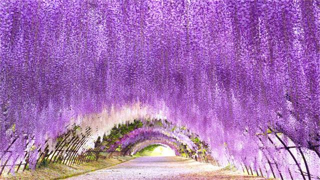 说起日本的树,大部分人都会说是樱花树,其实不然,日本有一种树比樱花