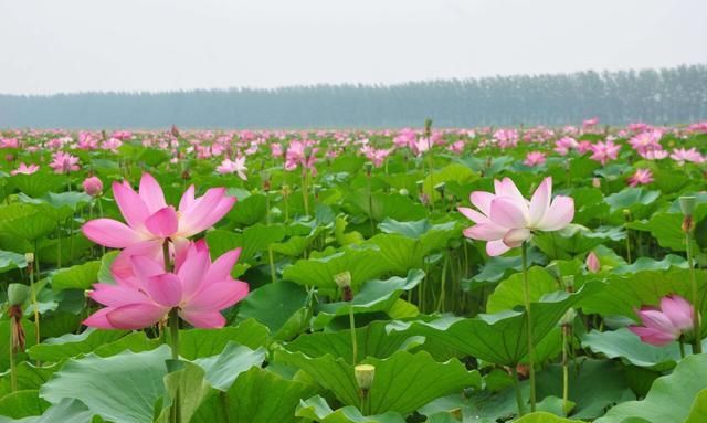 这个湖泊是山东南四湖之一，是国家级生态示范区，人气很旺