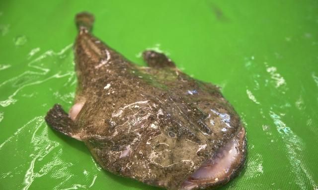 这种鱼奇丑无比,被称为"海鬼鱼",肉嫩刺少,香煎烧烤最美味