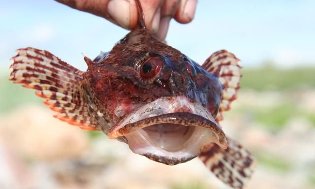 这种鱼奇丑无比,被称为"海鬼鱼",肉嫩刺少,香煎烧烤最美味