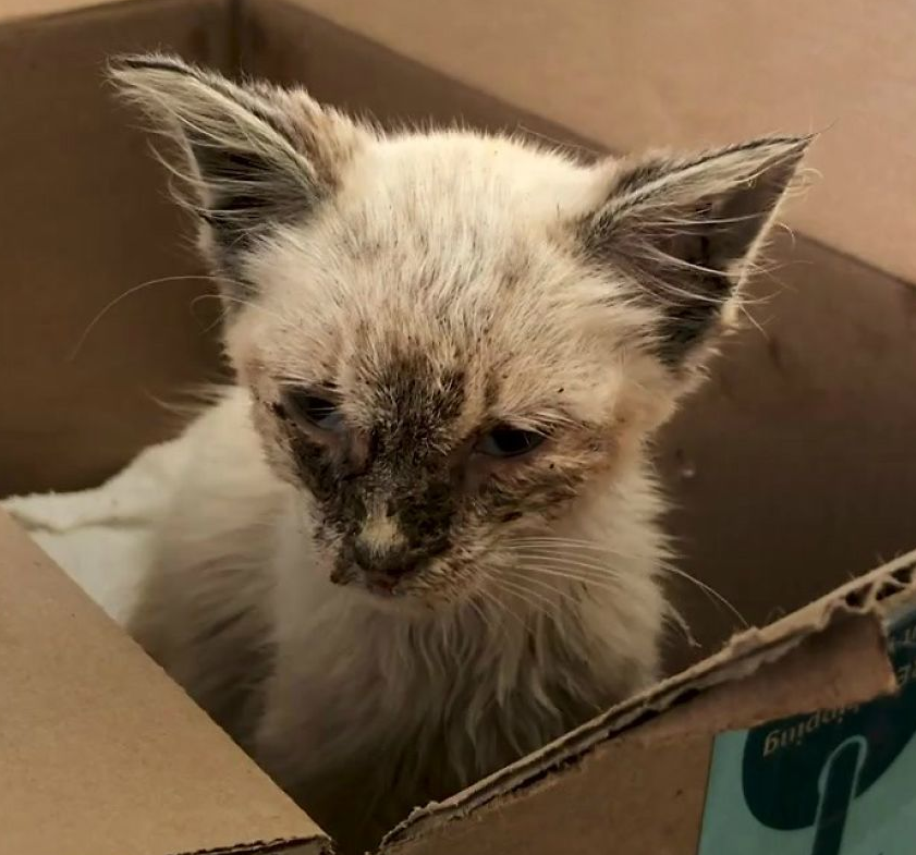 流浪猫病重躺在街头等死,一年后完美重生,主人:赚大了