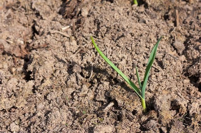 土壤|碱性|酸碱性_新浪新闻