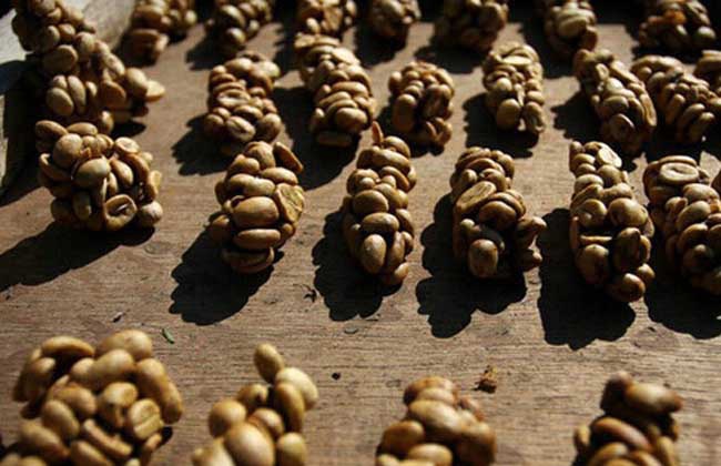 闻名世界的猫屎咖啡,是这样产出来的,看完你还想喝吗?