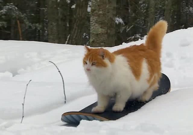 橘猫除了吃啥也不会,可被铲屎官嫌弃后,猫咪踏上滑雪板秀技能