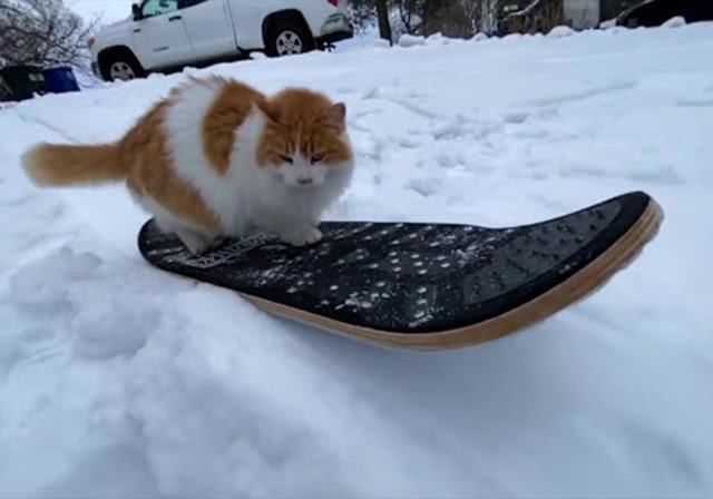橘猫除了吃啥也不会,可被铲屎官嫌弃后,猫咪踏上滑雪板秀技能