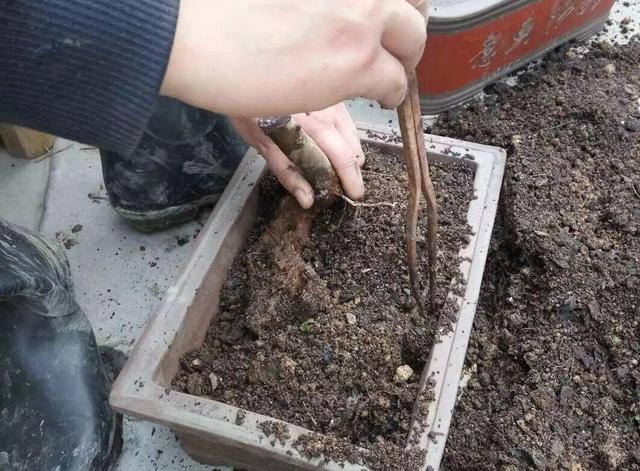 5个方法帮你解决小黑飞,垫层沙子铺层灰,就能解决