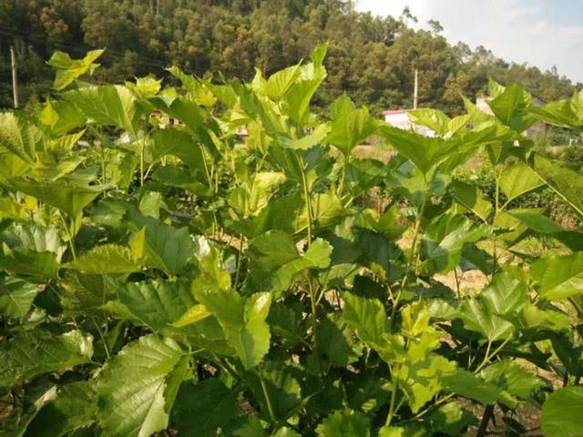 以往人们对于桑叶的印象大概就是蚕宝宝的食物,其实它可以当野菜吃